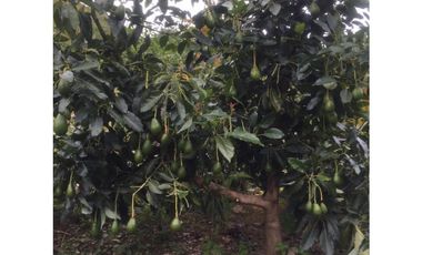 VENDO TERRENO AGRICOLA 47 Ha. EN MOLLEPATA CUSCO PERU