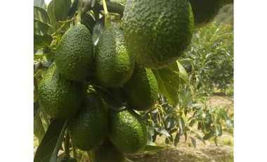 VENDO TERRENO AGRICOLA 47 Ha. EN MOLLEPATA CUSCO PERU