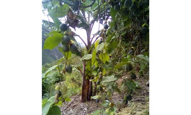VENDO TERRENO AGRICOLA 47 Ha. EN MOLLEPATA CUSCO PERU