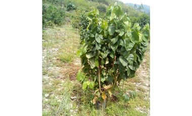 VENDO TERRENO AGRICOLA 47 Ha. EN MOLLEPATA CUSCO PERU