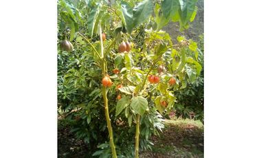 VENDO TERRENO AGRICOLA 47 Ha. EN MOLLEPATA CUSCO PERU