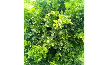 VENDO TERRENO AGRICOLA 47 Ha. EN MOLLEPATA CUSCO PERU