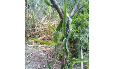 VENDO TERRENO AGRICOLA 47 Ha. EN MOLLEPATA CUSCO PERU