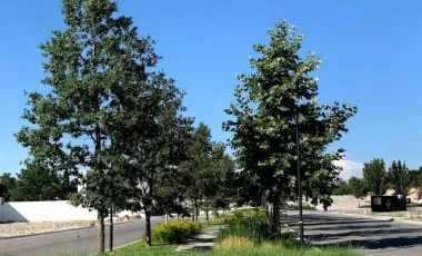 Terreno en venta en Punta Bosque, Saltillo, Coahuila de Zaragoza