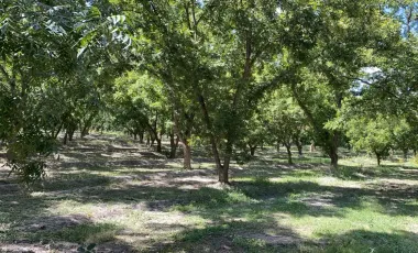 Terreno en venta en Del Marquez, Parras, Coahuila de Zaragoza