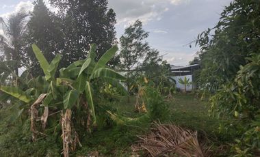 Land for sale in San Sai Luang, Chiang Mai