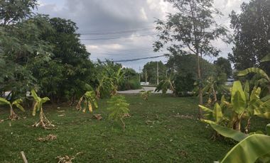 Land for sale in San Sai Luang, Chiang Mai