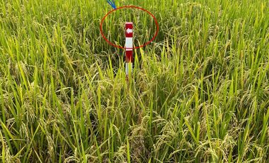 Land for sale in Sai Mun, Chiang Mai