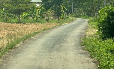 Land for sale in Sai Mun, Chiang Mai