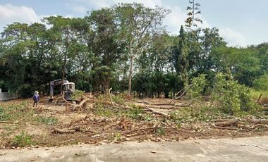 Land for sale in San Klang, Chiang Mai