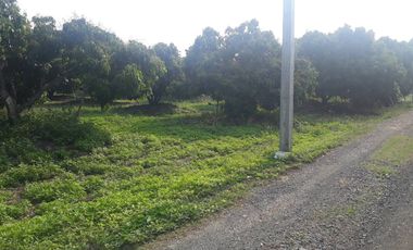 Land for sale in Nong Faek, Chiang Mai