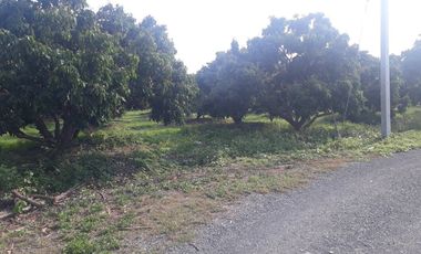 Land for sale in Nong Faek, Chiang Mai