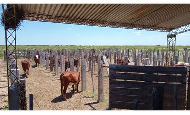 ALQUILER CAMPO SANTIAGO DEL ESTERO 800 Y 1100 HECTAREAS GANADERO