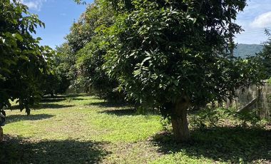 Land for sale in Huai Sak, Chiang Rai