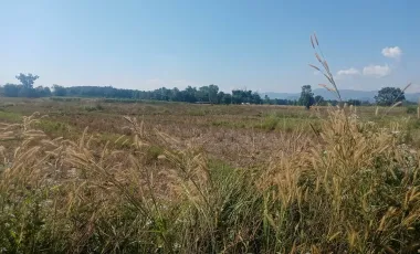 Land for sale in Huai Sak, Chiang Rai