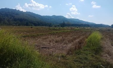 Land for sale in Huai Sak, Chiang Rai