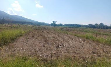 Land for sale in Huai Sak, Chiang Rai
