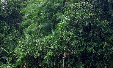 Land for sale in Ban Du, Chiang Rai