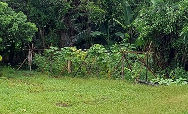 Land for sale in Ban Du, Chiang Rai