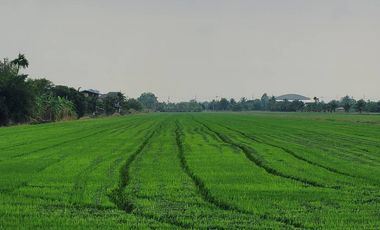Land for sale in Nara Phirom, Nakhon Pathom