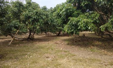 Land for sale in Rop Wiang, Chiang Rai