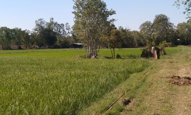 Land for sale in Khwao Yai, Maha Sarakham