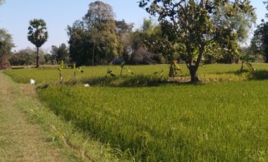 Land for sale in Khwao Yai, Maha Sarakham