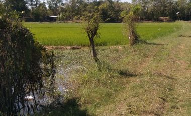 Land for sale in Khwao Yai, Maha Sarakham