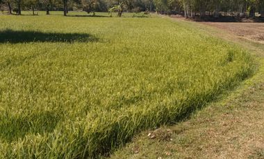 Land for sale in Khwao Yai, Maha Sarakham