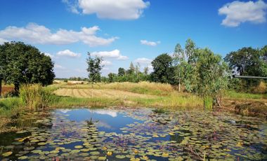 Land for sale in Sawathi, Khon Kaen