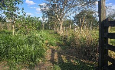 ¡Excelente Rancho con Cenote en venta! Tizimin, Yucatán.