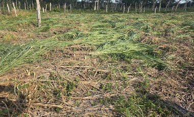 ¡Excelente Rancho con Cenote en venta! Tizimin, Yucatán.