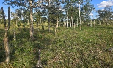 ¡Excelente Rancho con Cenote en venta! Tizimin, Yucatán.