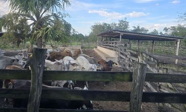 ¡Excelente Rancho con Cenote en venta! Tizimin, Yucatán.