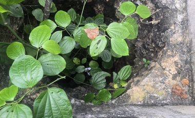 ¡Excelente Rancho con Cenote en venta! Tizimin, Yucatán.