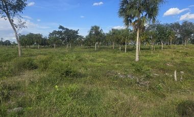 ¡Excelente Rancho con Cenote en venta! Tizimin, Yucatán.