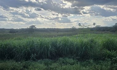 ¡Excelente Rancho con Cenote en venta! Tizimin, Yucatán.