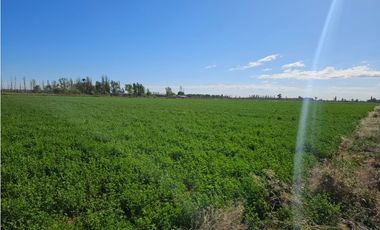 VENTA FINCA 20 HECTAREAS APTO PISTACHOS ALTOS DEL OLVIDO MENDOZA