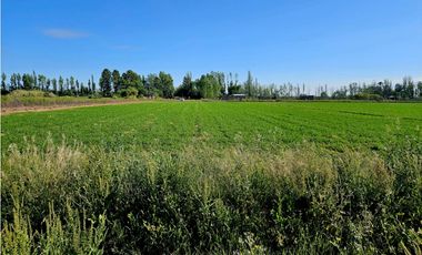 VENTA FINCA 20 HECTAREAS APTO PISTACHOS ALTOS DEL OLVIDO MENDOZA