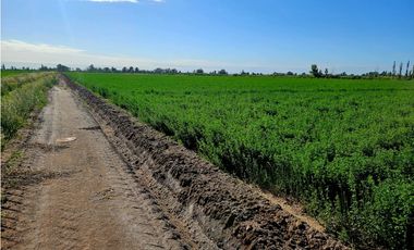 VENTA FINCA 20 HECTAREAS APTO PISTACHOS ALTOS DEL OLVIDO MENDOZA