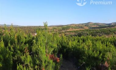 Parcela en Venta en SANTA CONSUELO DE ALCANTARA, SAN PEDRO DE ALCANTARA, PAREDONES, REGION BERNARDO O´HIGGINS