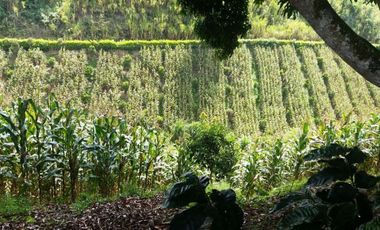 VENTA de FINCAS en PEREIRA