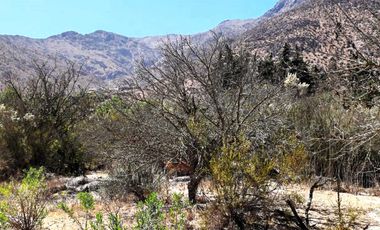 Parcela en venta en VICUÑA
