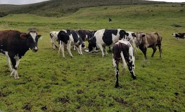 venta de Hacienda Machachi Aloasi el corazón vista al Cotopaxi