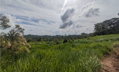 Finca en venta de 70 HAS en Nuevo Arenosa (DR)