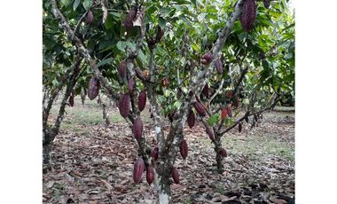 FUNDO PLANO Y FÉRTIL DE 152 HA. EN ISCOZACN - PALCAZÚ / OXAPAMPA