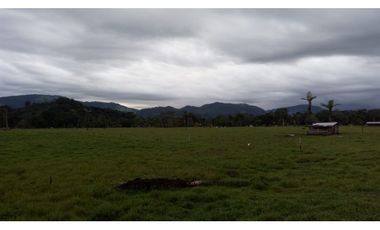 FUNDO PLANO Y FÉRTIL DE 152 HA. EN ISCOZACN - PALCAZÚ / OXAPAMPA