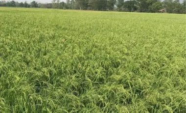 Land for sale in Pha Ngam, Chiang Rai