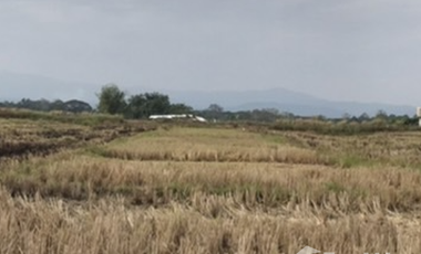 Land for sale in , Chiang Rai