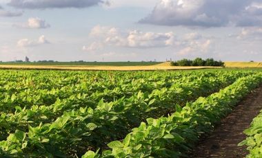 VENTA -  20 Hectáreas de Campo Suelo 1 en Oliveros